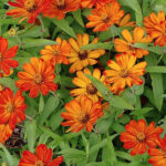 garden flowers