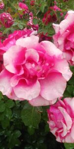 rose