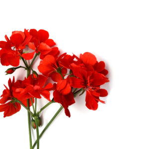 red geranium flower
