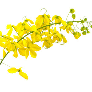 Hope Flower Essence