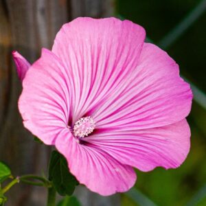 malva aka mallow