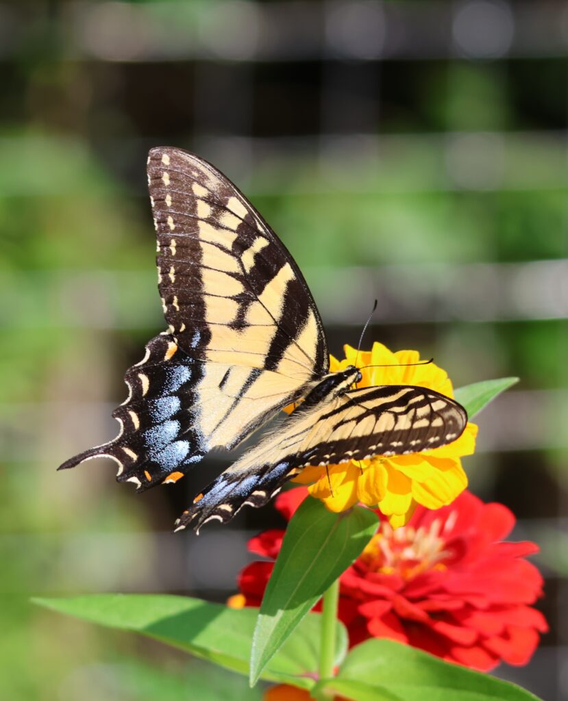 eastern swallowtail butterfly