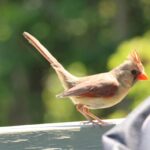 female cardinal